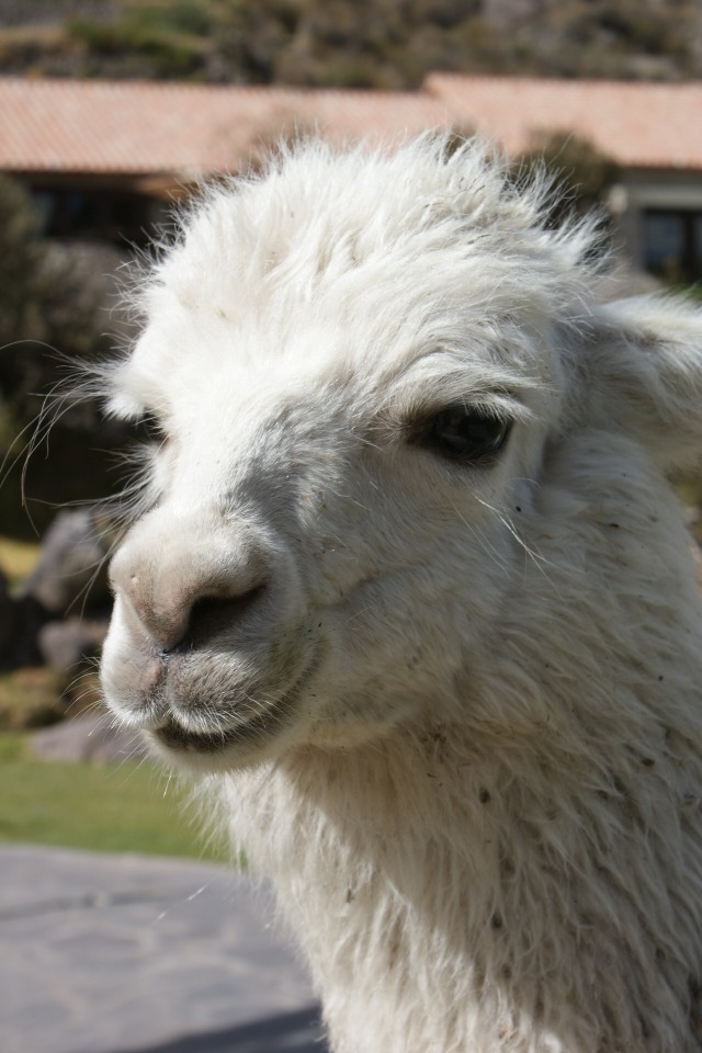 Andean Llama
