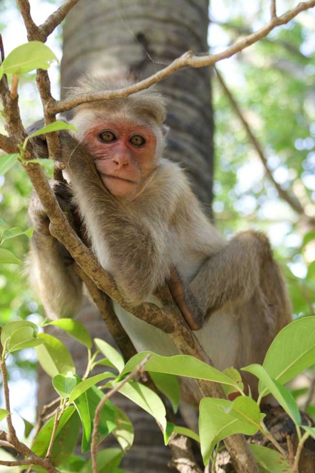 Sri Lanka monkey